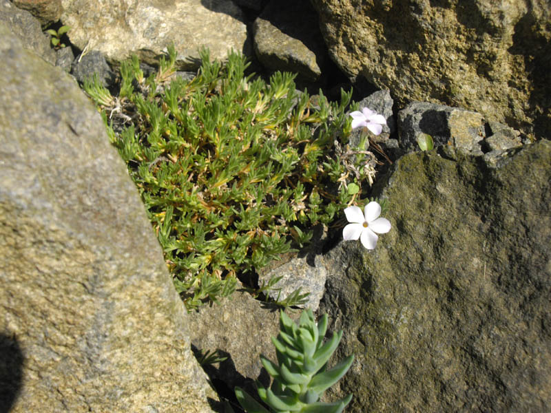 Phlox pulvinata en fleurs dans les éboulis des Rocheuses